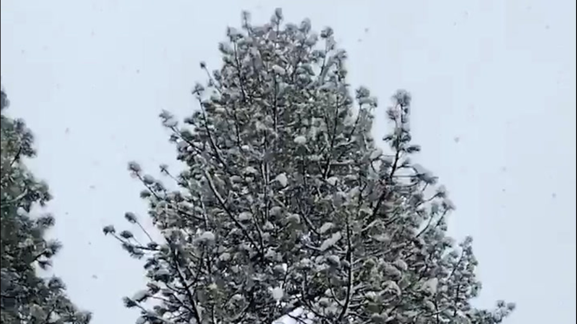 These tree branches were covered in snow after a spring snowstorm hit Lake Tahoe, California, on April 5.