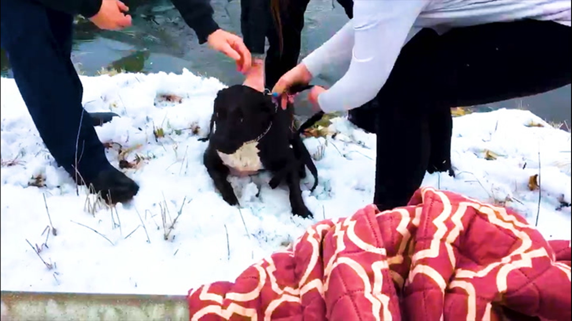 In Akron, Ohio, Officer Simms of the Springfield Township Police Department saved Lucky the dog after he fell into an icy pond on Feb. 16.