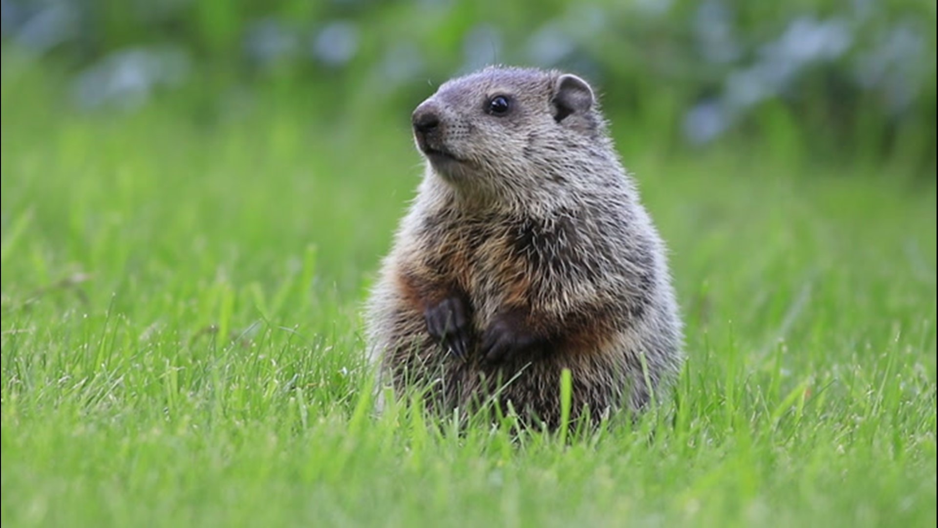 Do groundhogs get cold in the winter? | wbir.com