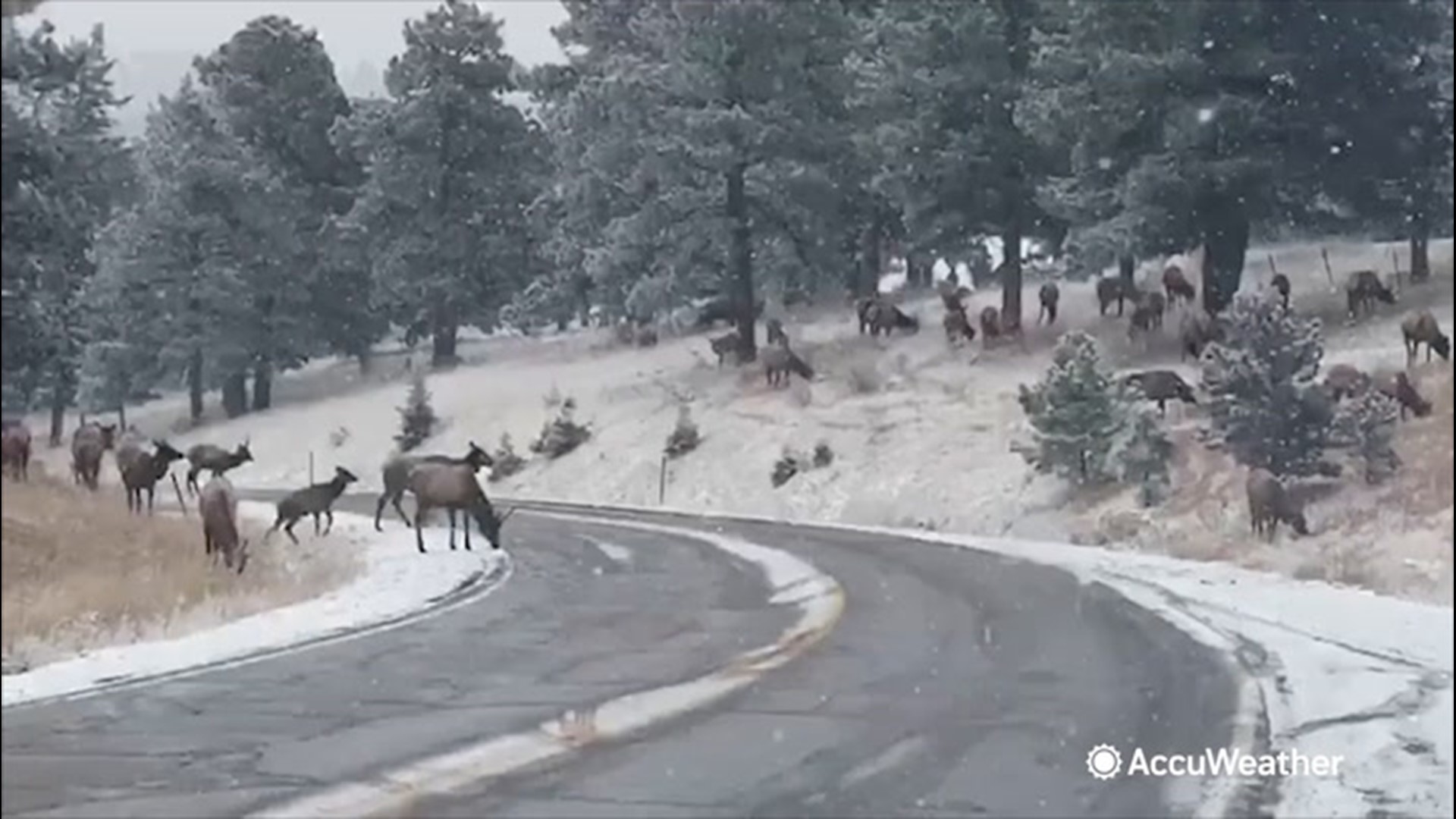 On Oct. 25, a large herd of elk were seen grazing on hills near Genesee, Colorado, that were covered by the recent snowstorm.