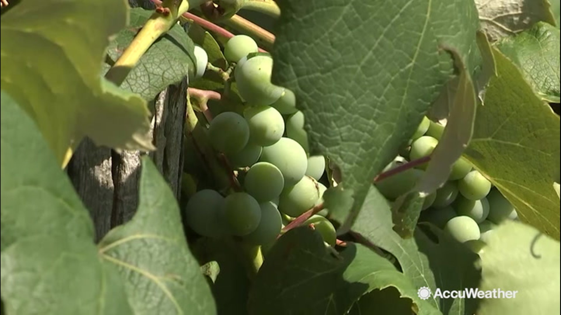 AccuWeather reporter Blake Naftel is in Paw Paw, Michigan where grapes are being grown in the middle of a breezy afternoon on August 8.