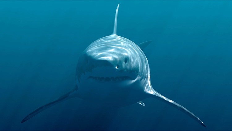 An Orca Whale Hunting Party Has Caused Great White Sharks to Flee Their Habitat