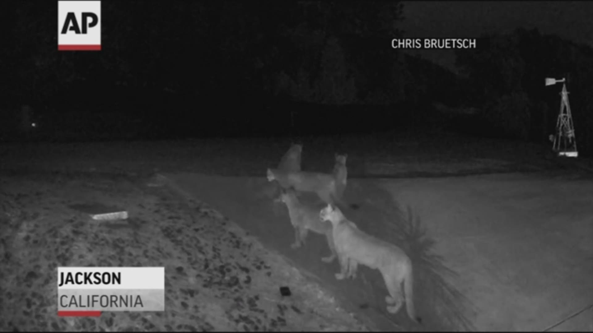 Five California mountain lions were seen together on home surveillance video in a rare gathering of the notoriously solitary big cats.