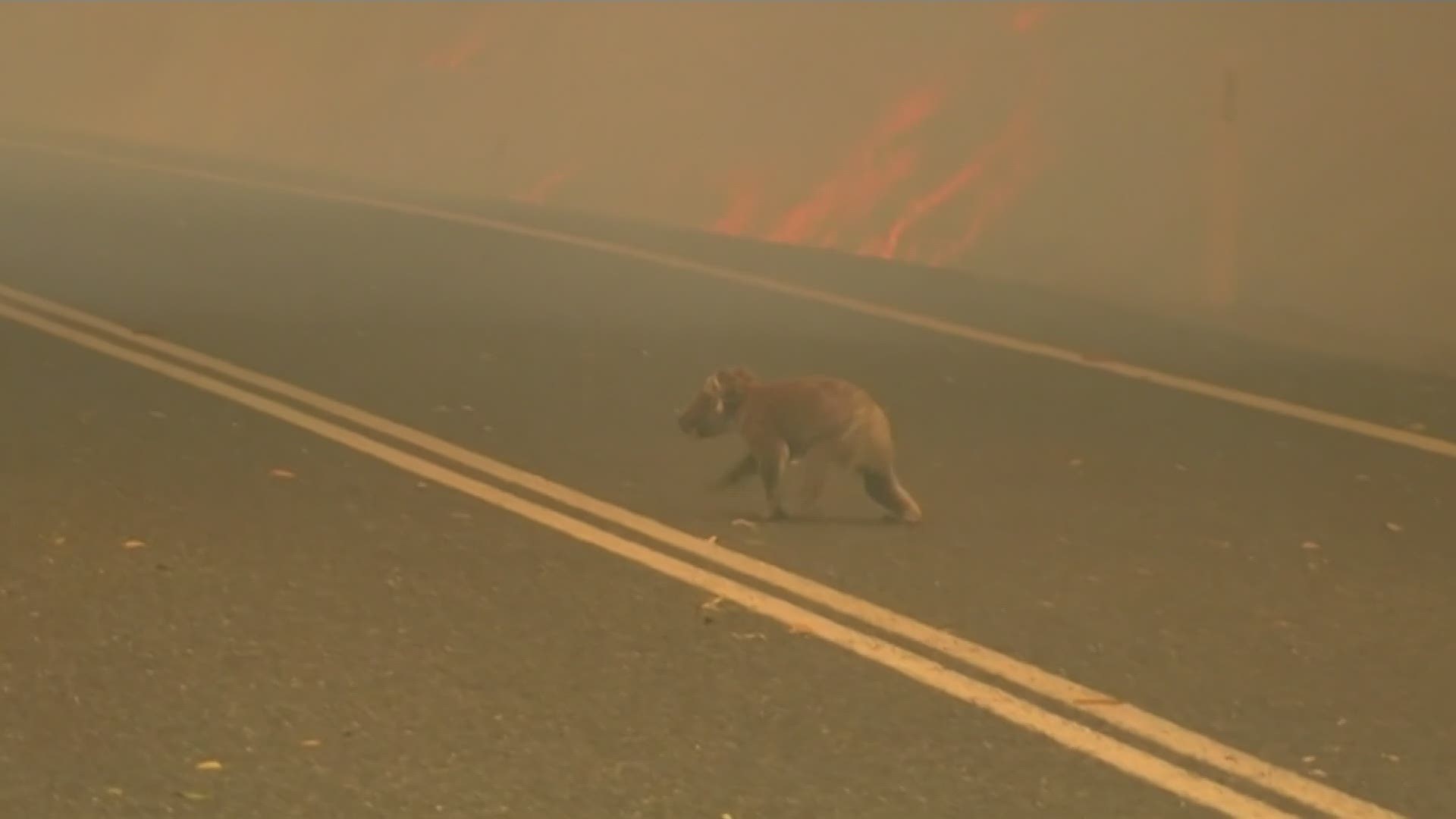 A badly-burnt koala was rescued by a brave passerby as it crawled through a wildfire in Australia. (AP)