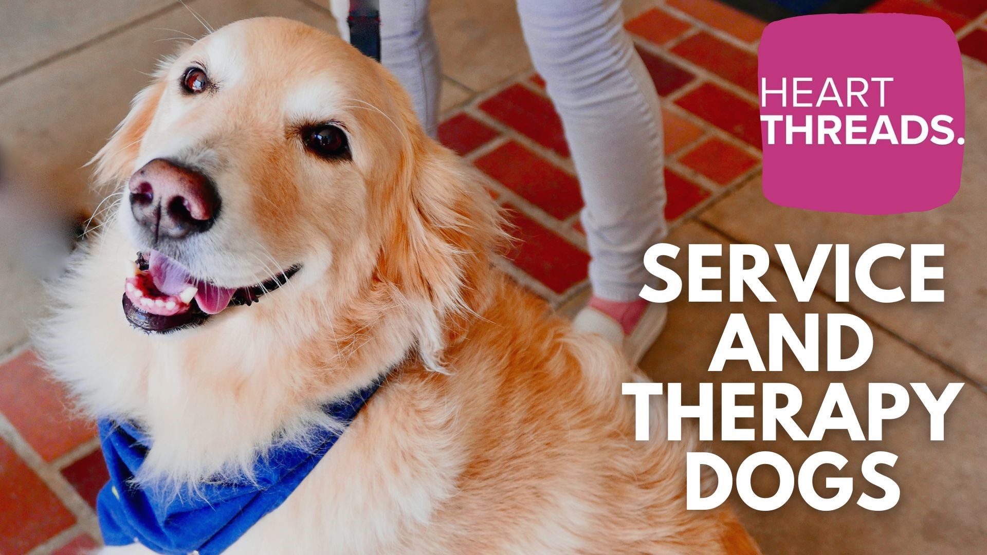 Stories focusing on the impact, love and support of service and therapy dogs. Heartwarming examples of how these dogs are doing their best to help people.