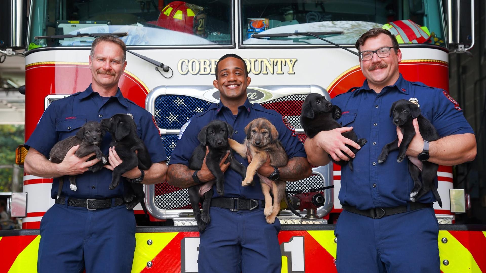 Georgia firefighters help emergency vet deliver 15 puppies | wbir.com