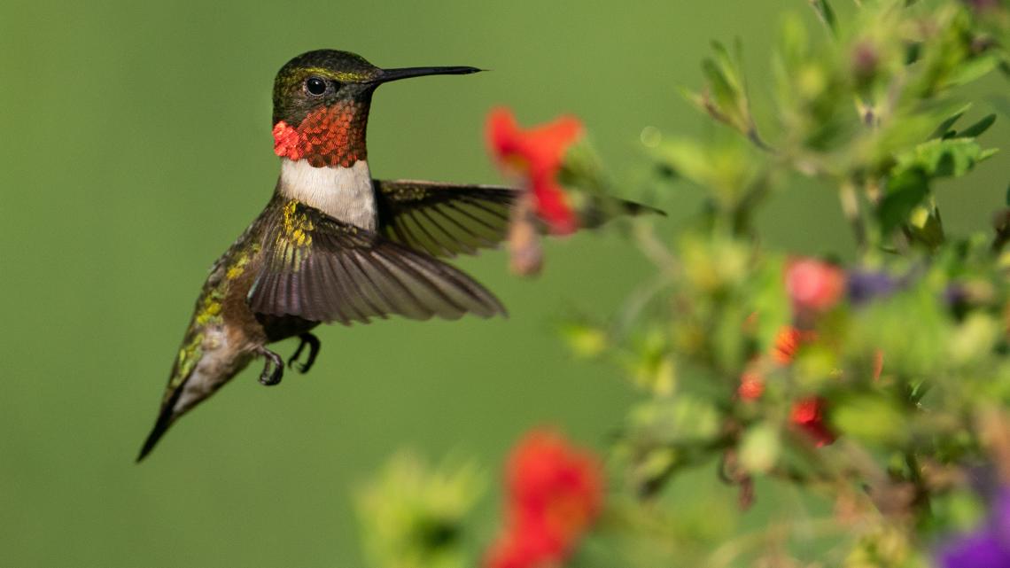 The ruby-throated hummingbird migration is almost here. Here's what to watch for.