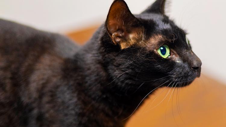 Cat on the lam: Pet caught after weeks on the run at Boston airport