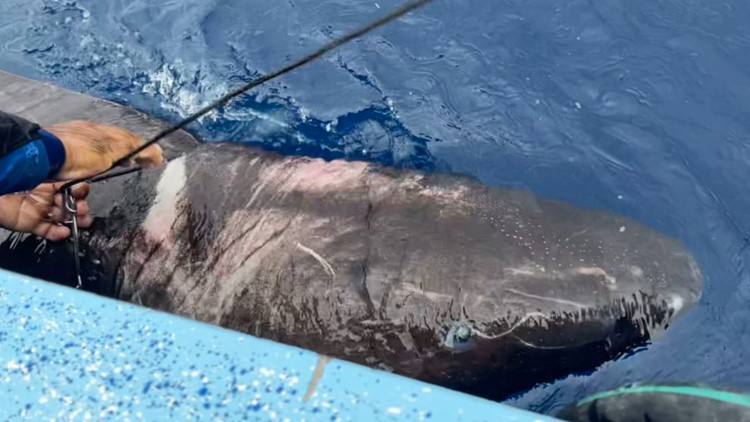 Researchers were looking for tiger sharks in the Caribbean. They found an ancient shark from the Arctic instead