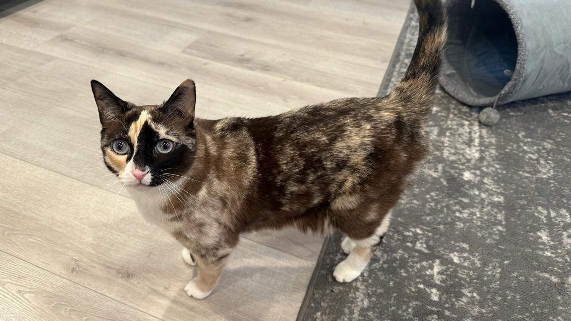 Missing cat from Utah ends up in Amazon warehouse in California - Vimarsana News