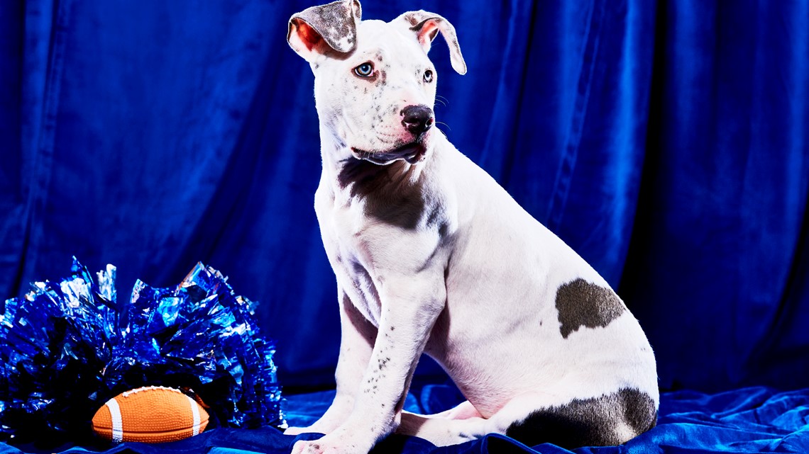 2023 Puppy Bowl: Meet the Philly-area dogs appearing on the Animal