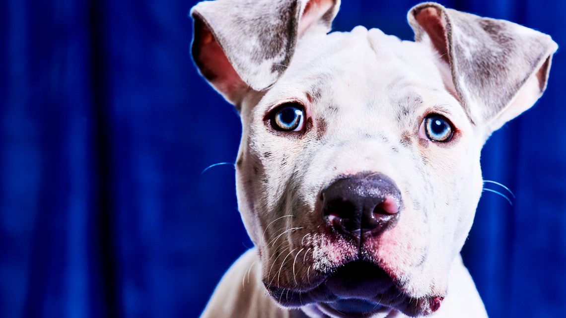 Meet This Year's Philly-Area Puppy Bowl Contestants