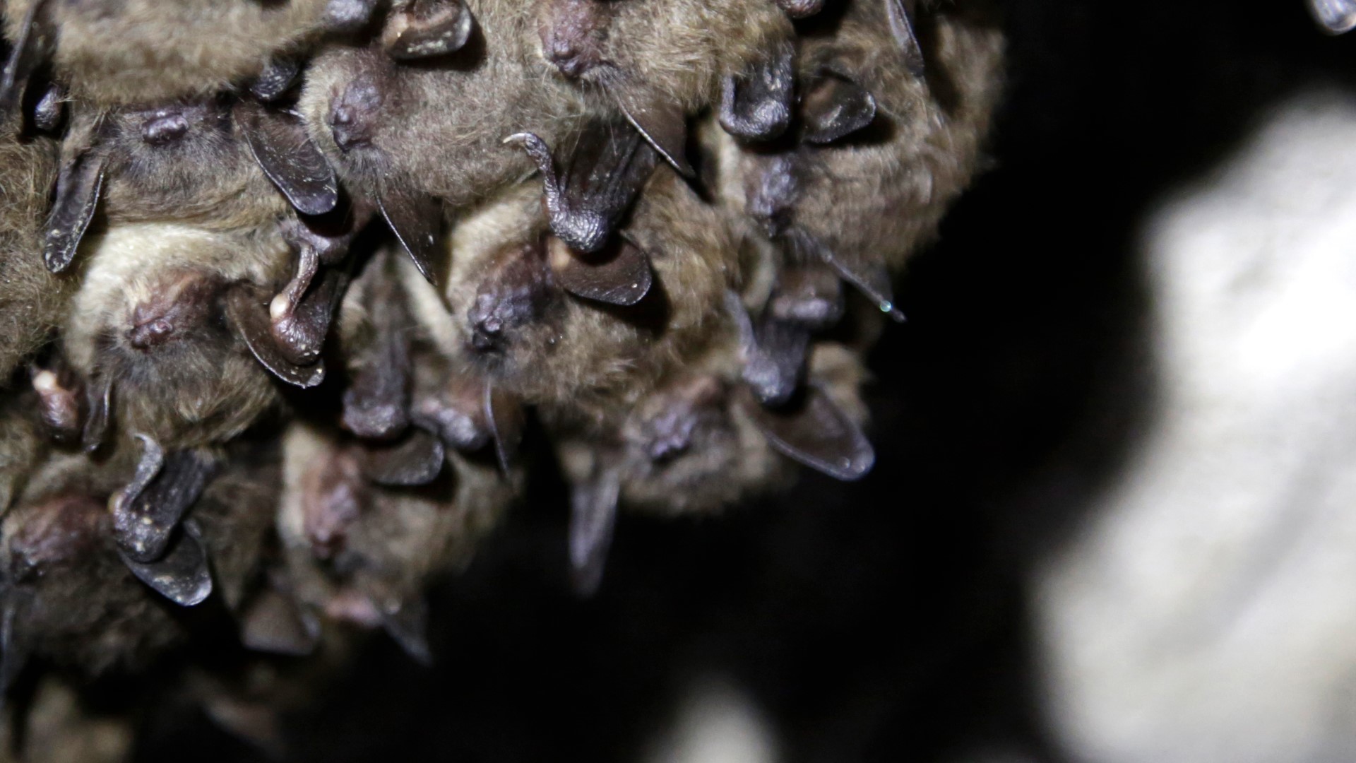 Scientists studying bat species that have been hit hard by the fungus that causes white nose syndrome say there is a glimmer of good news.