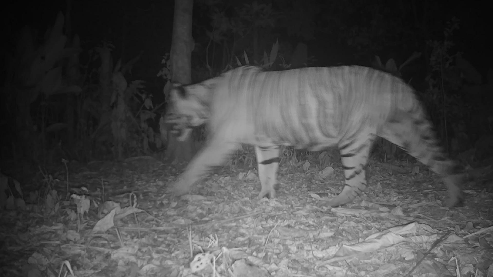 Video captured by conservation organizations show tigers for the first time in western Thailand in four years.