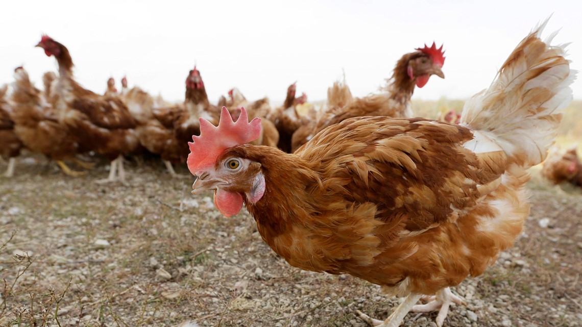 Bird flu outbreak waning, but threat of virus lingers - Vimarsana News