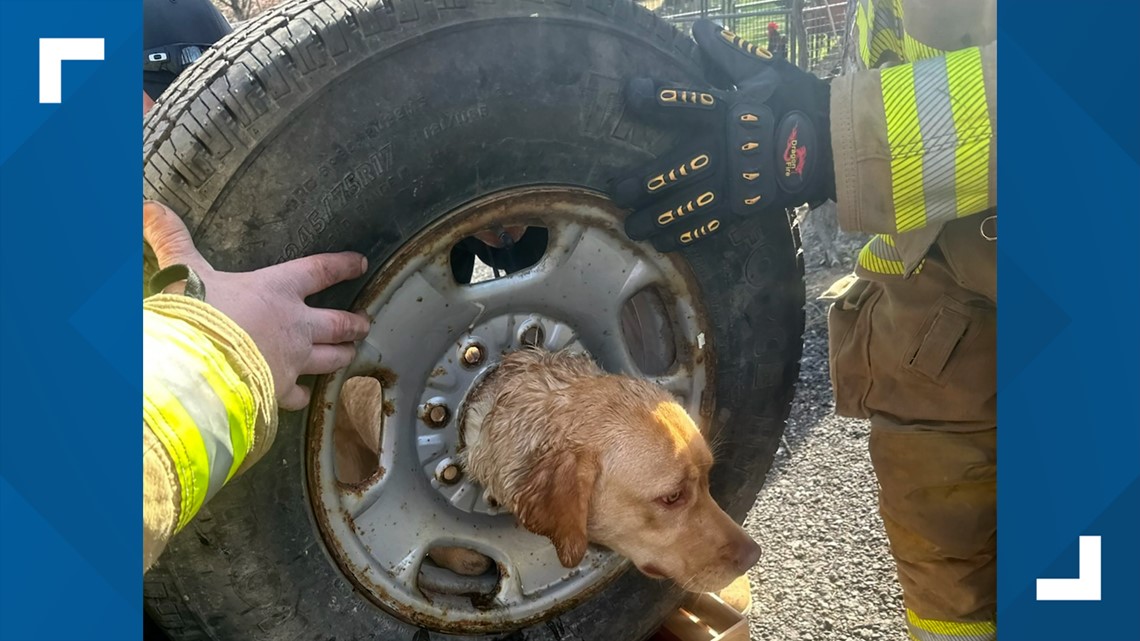 Firefighters rescue Labrador pup stuck in a spare tire - Vimarsana News