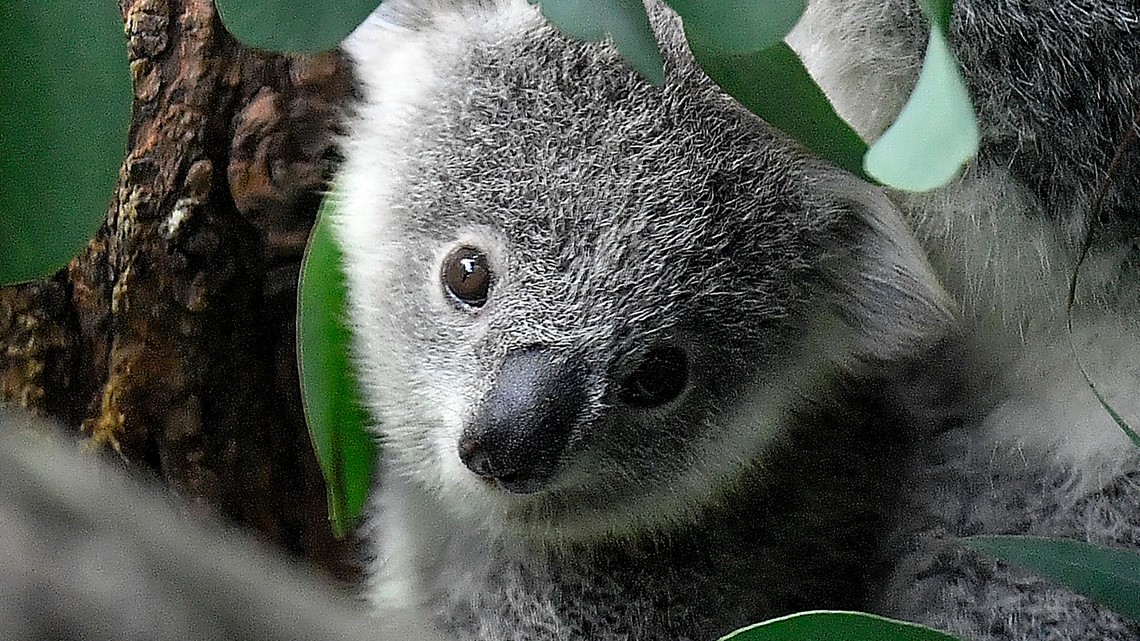 Koalas endangered in Australia as population plummets - Vimarsana News
