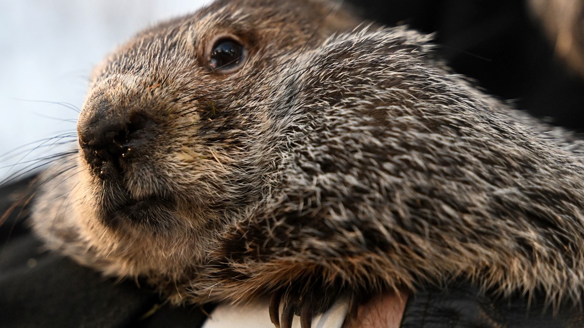 When is groundhog day? | wbir.com - Vimarsana News
