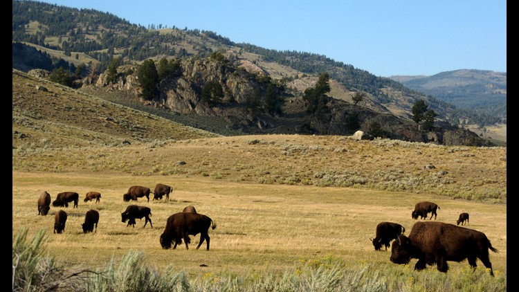 Bison-Harassing Man Arrested After Weird, Drunken National Park Tour