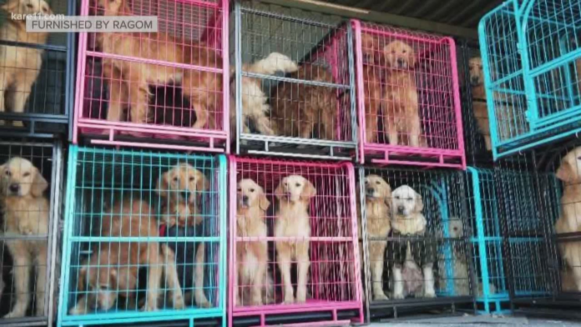 Retrieve a Golden of the Midwest has been slowly saving the lives of golden retrievers by flying them over from China.