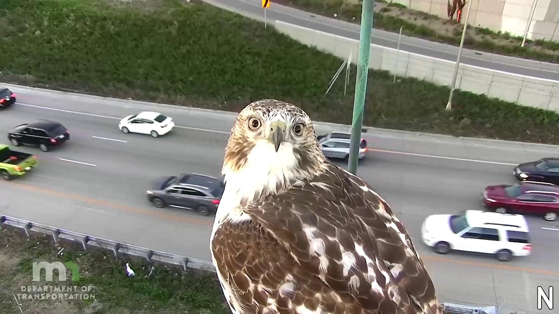 Red-tailed hawk caught on MnDOT's I-94 traffic camera at Portland Avenue.