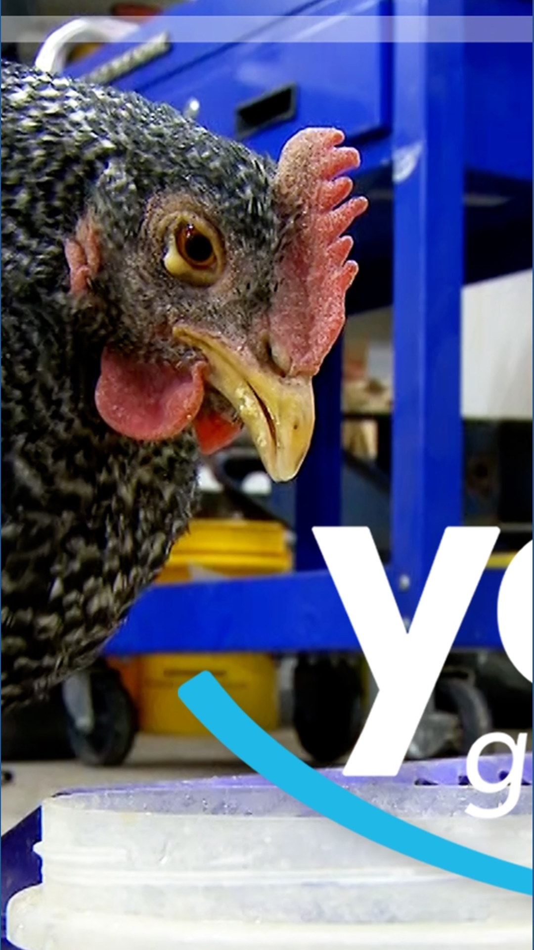 Reque Chicken Your Good News | A Rescue Chicken, Hot Spring Alligators & an All-Star ...