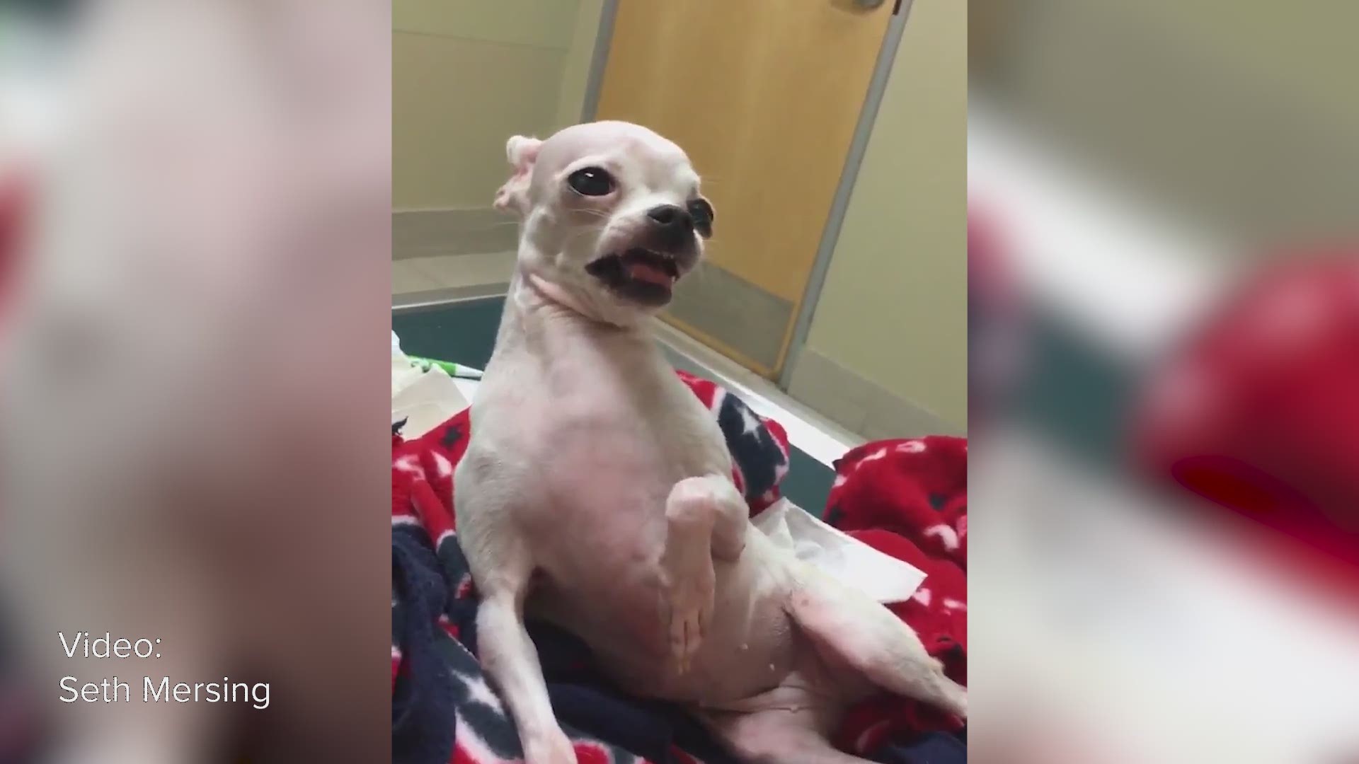 A South Texas teen's video of his Chihuahua's reaction after ingesting some kind of marijuana item during a walk in the park has been making the rounds on social media.