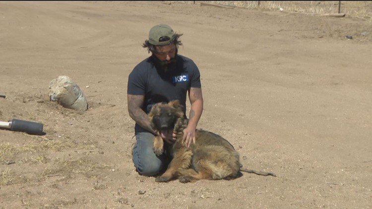 Dog trainer rescues 35 German Shepherds from Ukraine