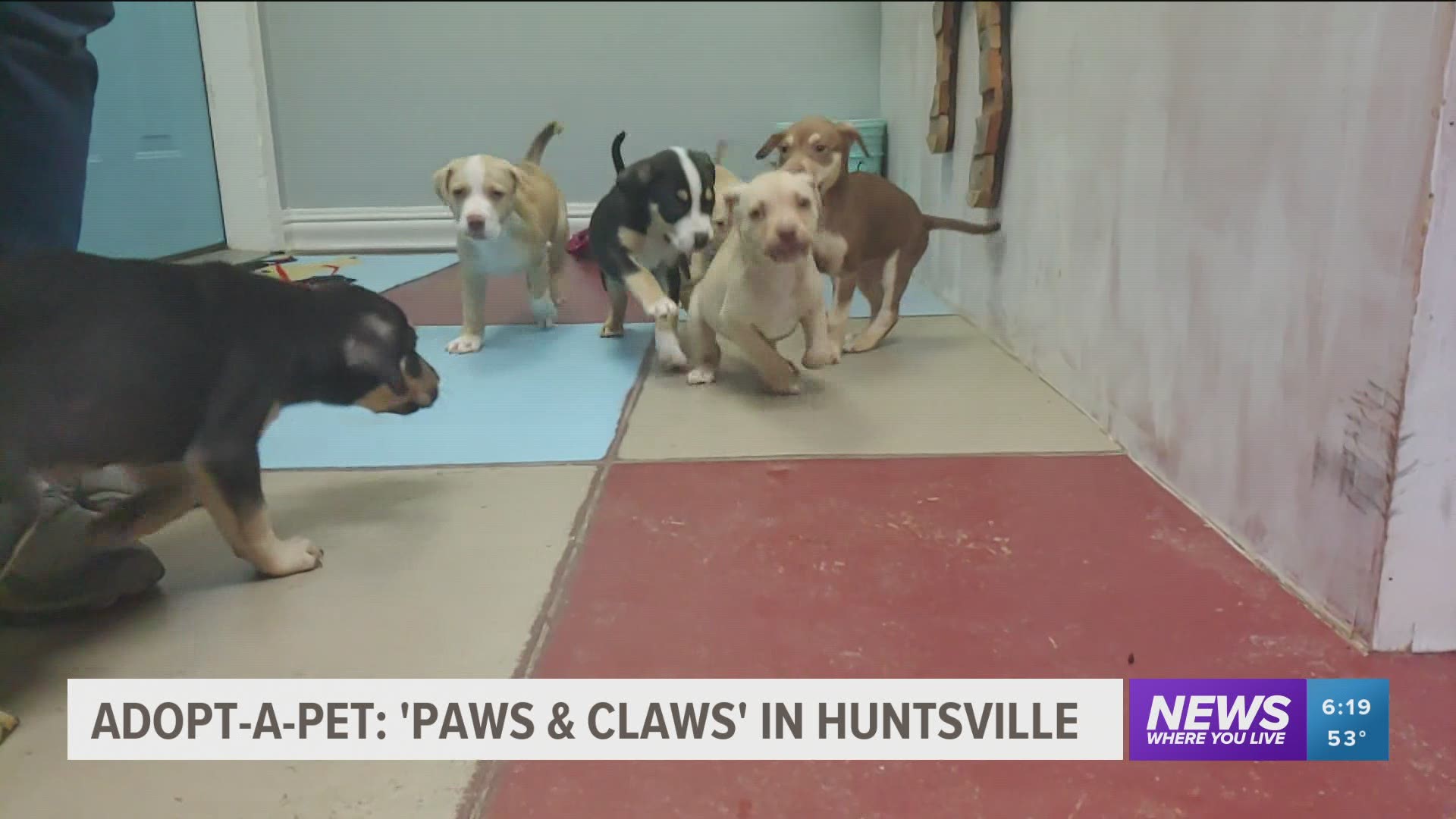 The Huntsville animal shelter has several animals, including litters of puppies, waiting to be adopted. https://bit.ly/2HNvaKr