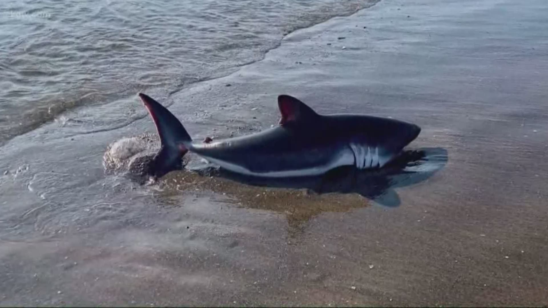 Shark Attacks 2017: Massive Great White Filmed From Feet 