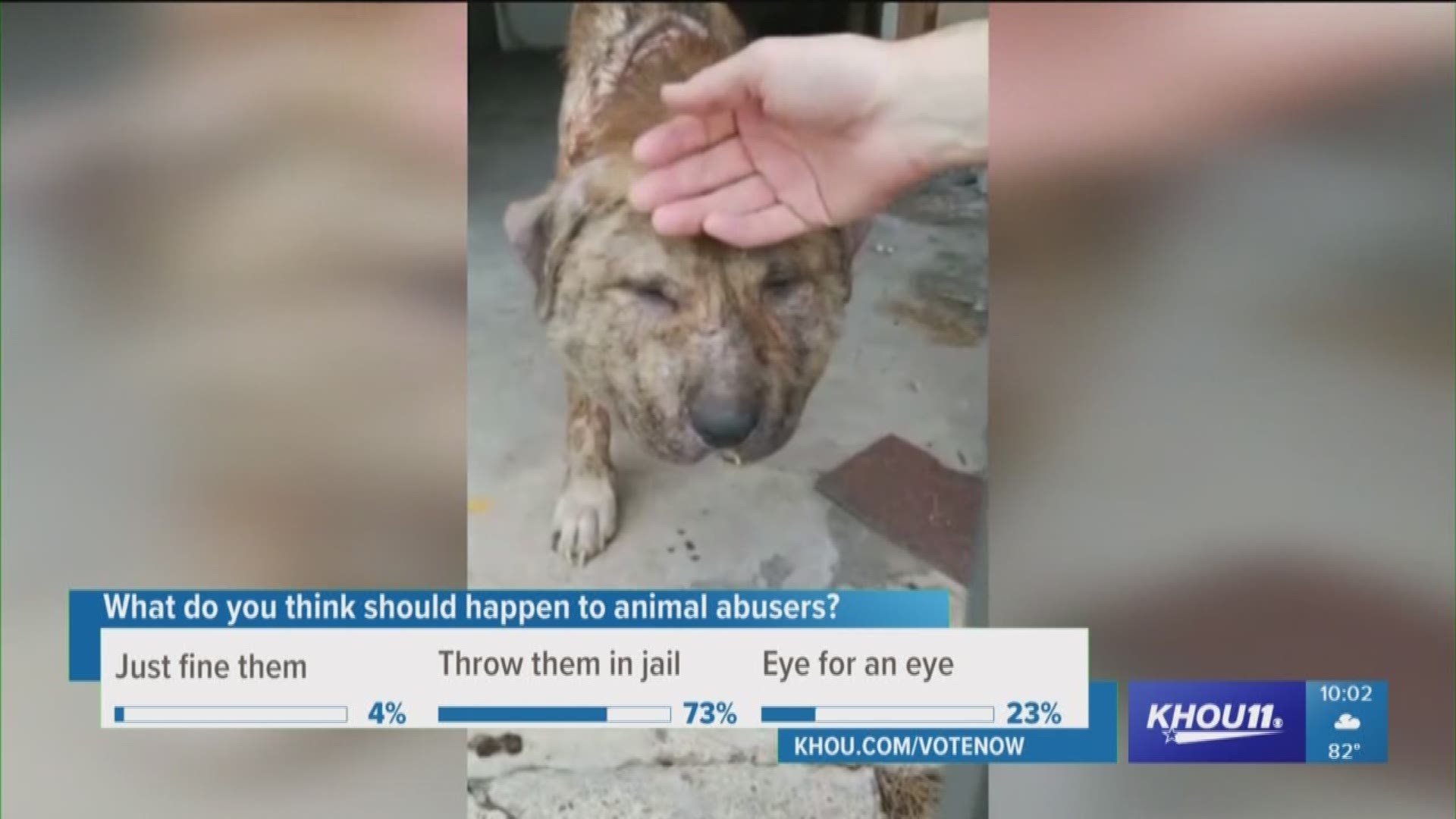 Some kindhearted Houstonians have rallied around a stray dog found riddled with pellets and a severely swollen head and neck.