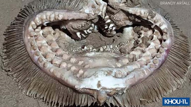 Mysterious 'sea creature' found on Bolivar beach in Texas identified by officials