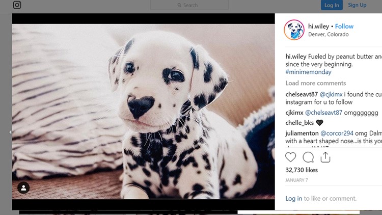 Meet The Dalmatian Puppy With A Heart Nose That Instagram Has Fallen In Love With Wbir Com