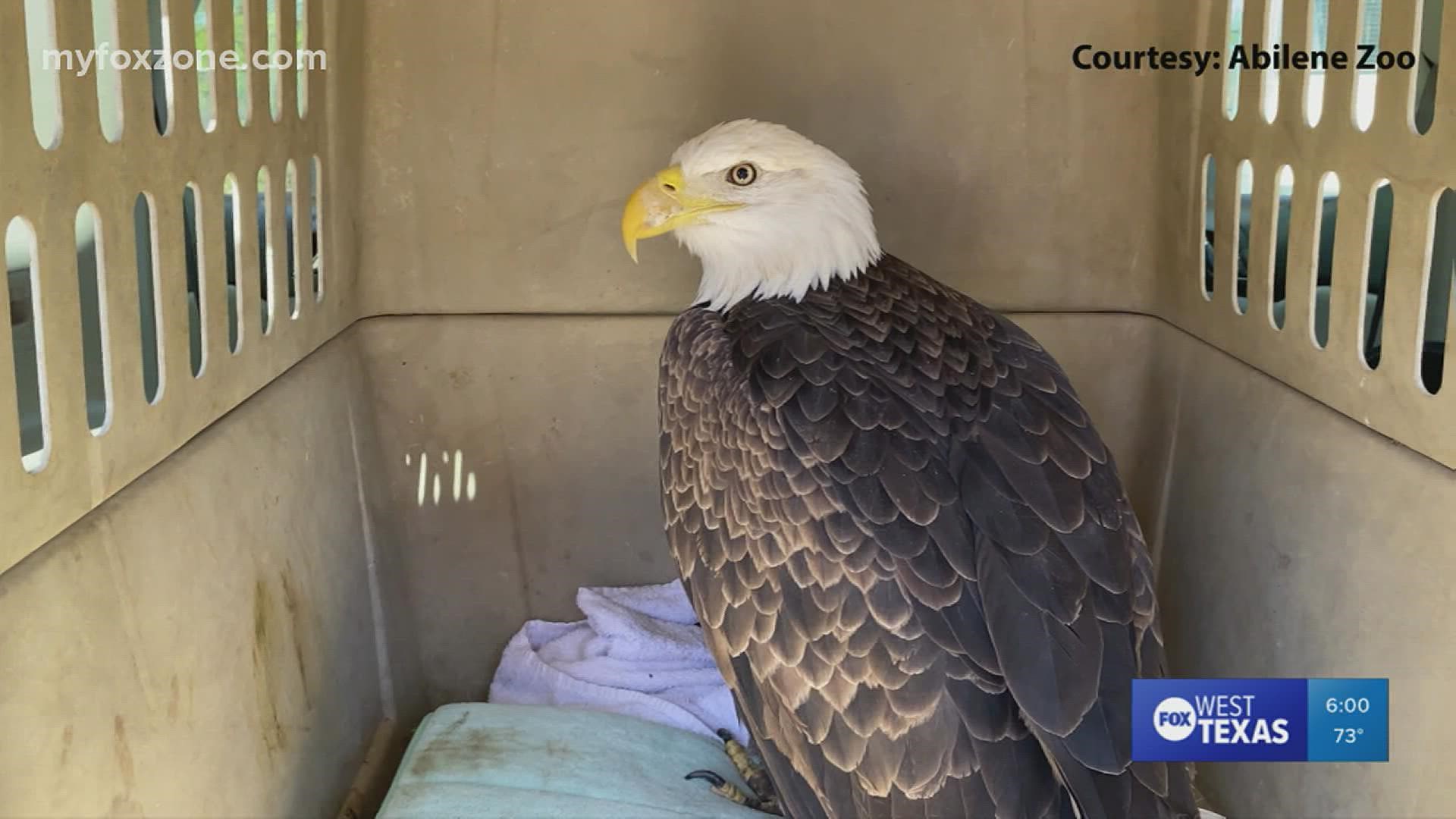 Nearly half of bald eagles have lead poisoning, Science