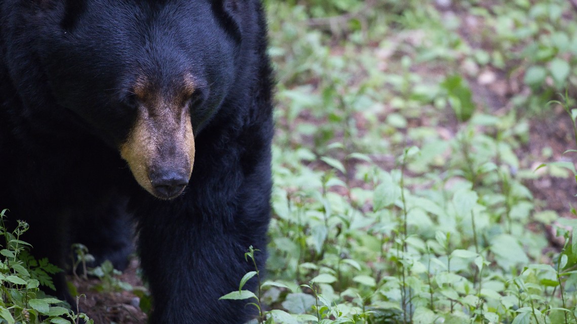 This Sevierville Grandpa'S Quick Thinking Saved Him From A Bear Attack (Twra) - m6l8t4w