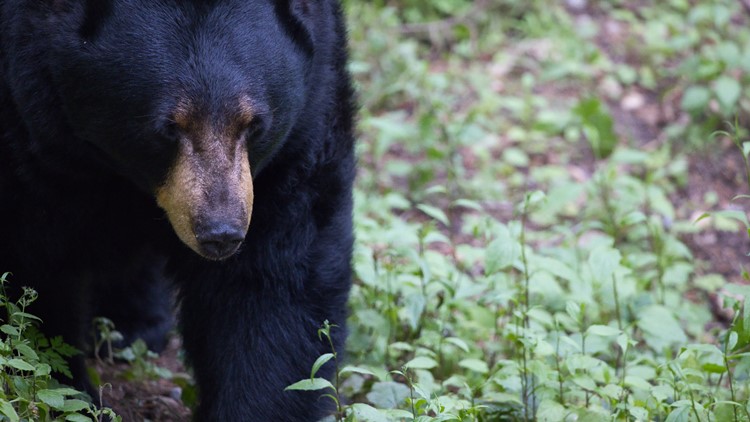 TWRA confirms euthanized black bear was one that attacked man at Gatlinburg cabin
