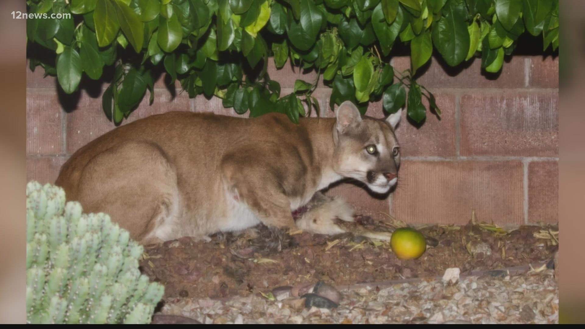 A mountain lion thought it had found a cozy, secure place to enjoy a meal.