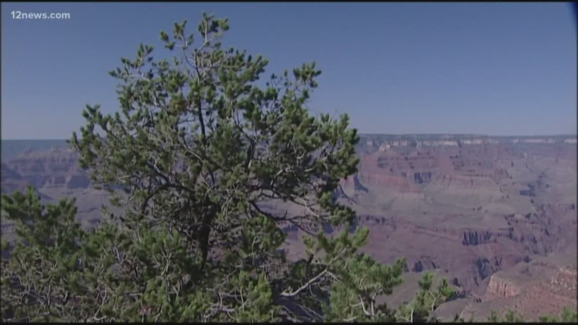 What's the most dangerous animal in the Grand Canyon? A squirrel.