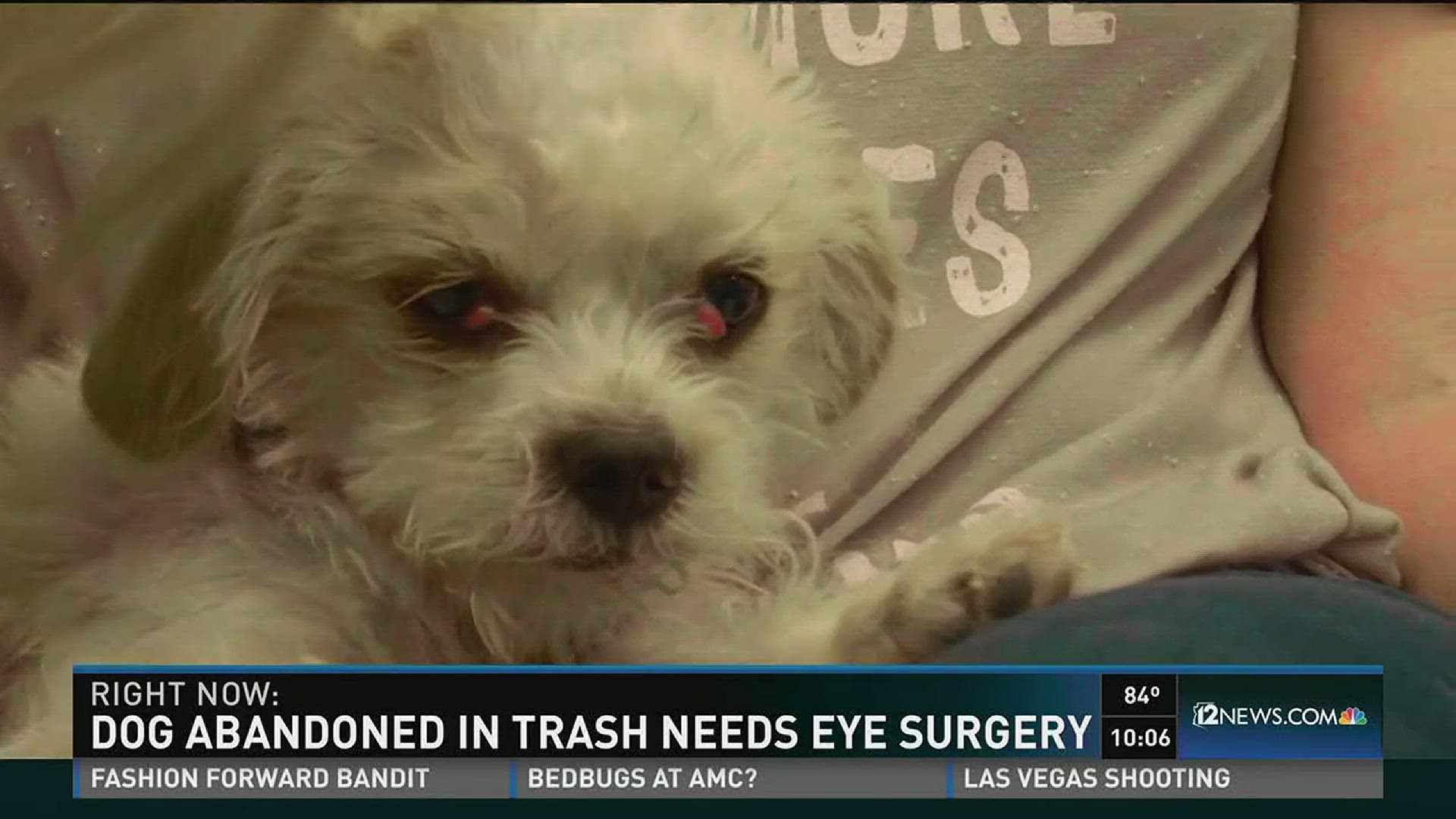 A small dog was was thrown away in a trash bin. He now needs surgery to repair an eye condition known as "cherry eye." Several people have donated to that cause already, but you can help by visiting  http://animalsbenefitclub.com/