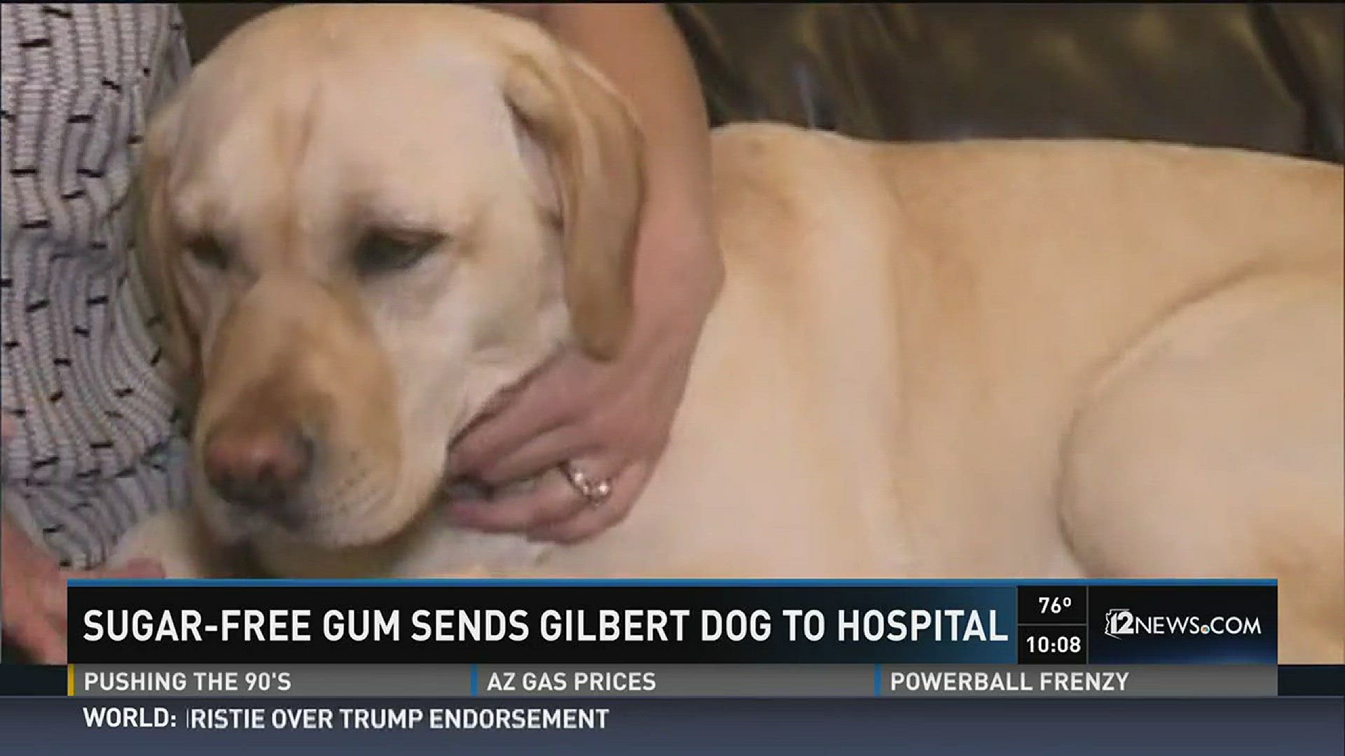 Sugar-free gum sends Gilbert dog to hospital.