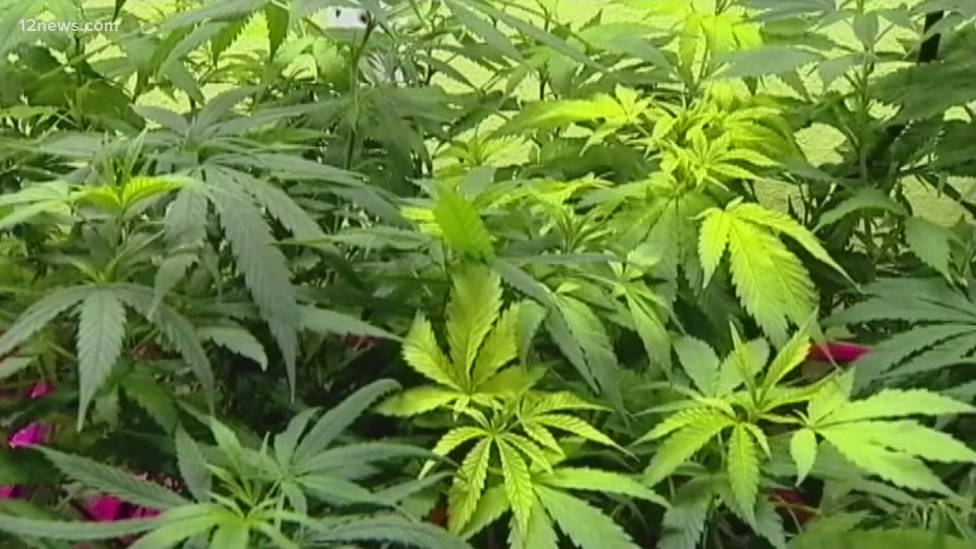 Marijuana use for those 21 and older is now the law of the land in Arizona. But, there's still no legal way to get it yet. Here's what's next for recreational pot.