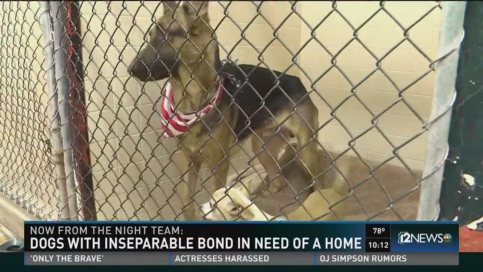 Jericho and Jefe may be an odd couple best these best buds have a great bond and the Arizona Humane Society is waving fees to keep them together.
