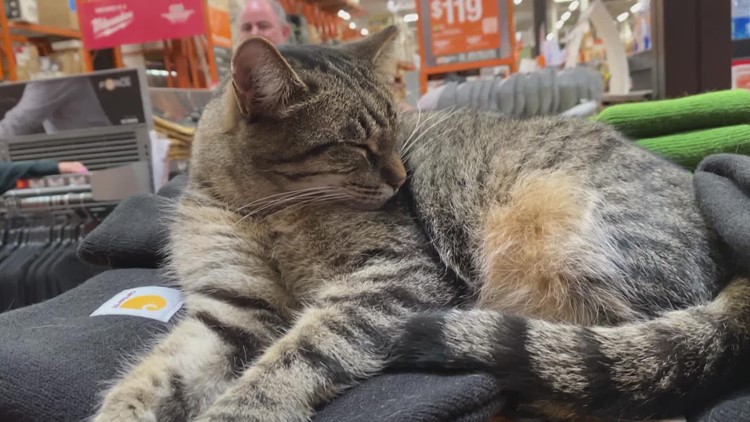 Un gato ha estado viviendo en una tienda Home Depot en Chandler durante años brindando ternura y manteniendo alejados a los bichos