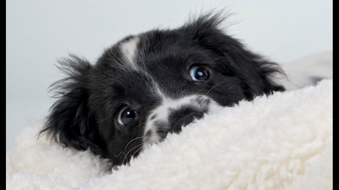 dogs with anxiety during storms