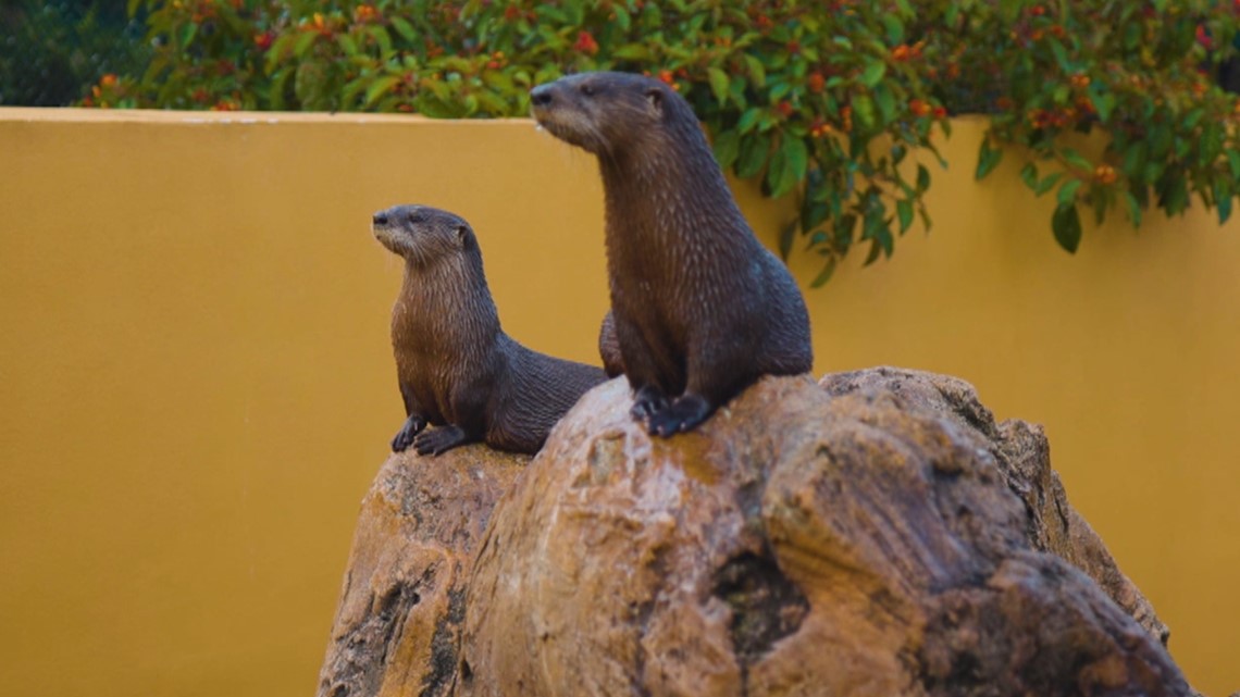St. Louis Aquarium | Name voting contest for new otters | 0