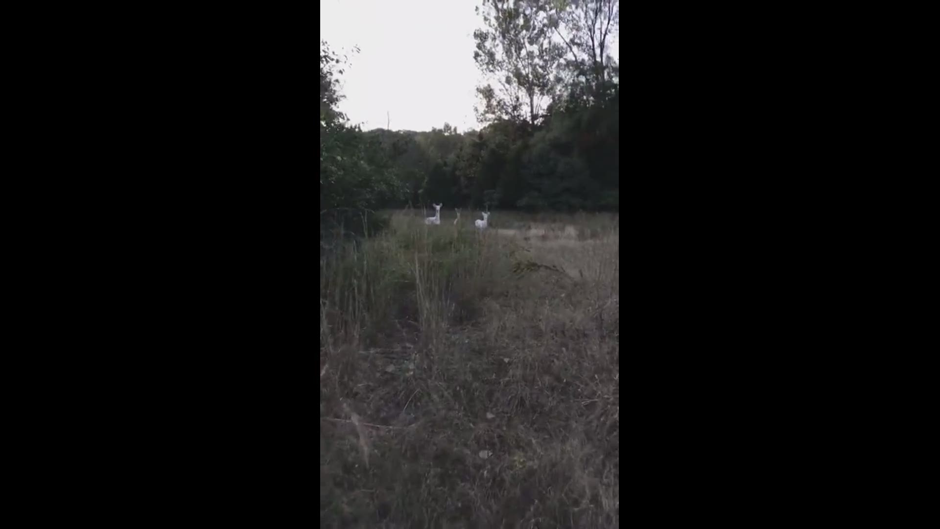 A Wildwood couple spotted two rare albino deer, and their video of the majestic creatures is picking up attention on social media.