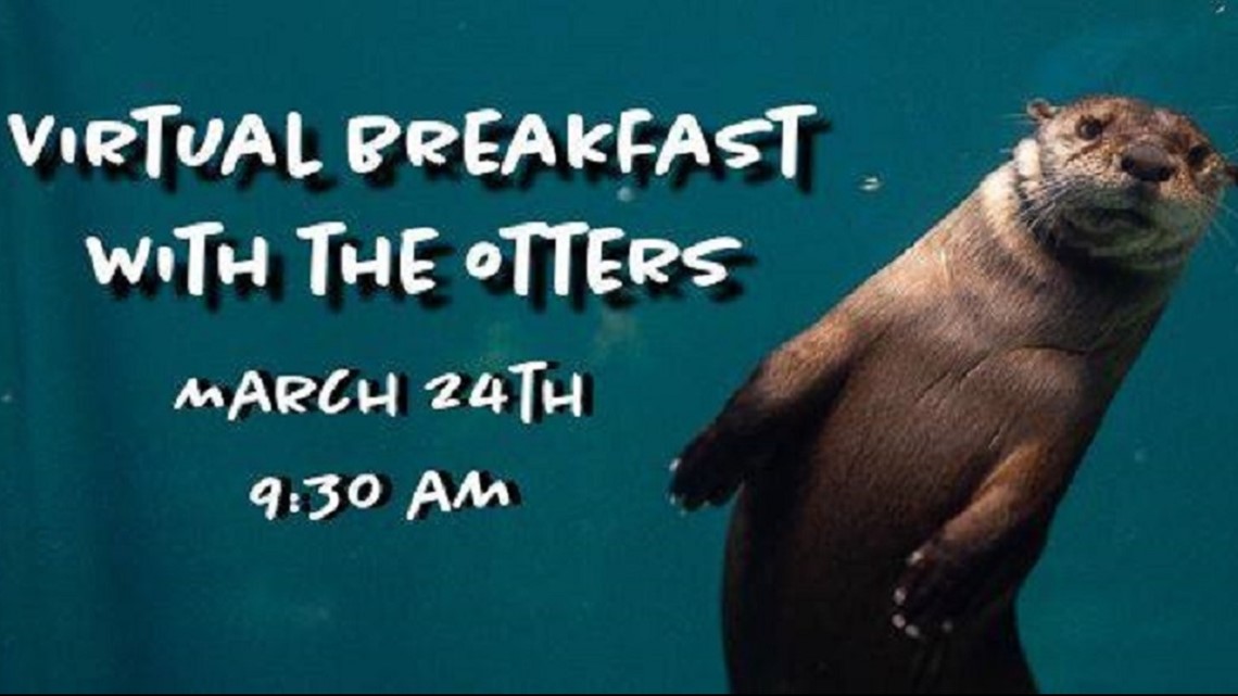 Coronavirus: St. Louis Aquarium hosting Facebook Live with otters | www.neverfullbag.com