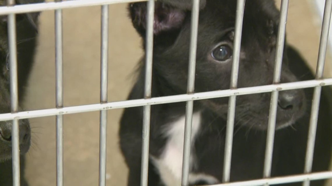 North Little Rock Animal Shelter at capacity, dogs in need of good
