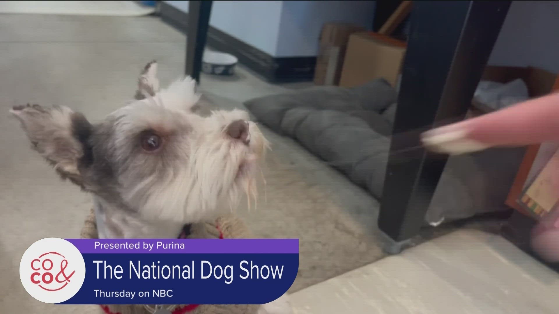 Catch the National Dog Show right here on NBC on Thanksgiving Day.
