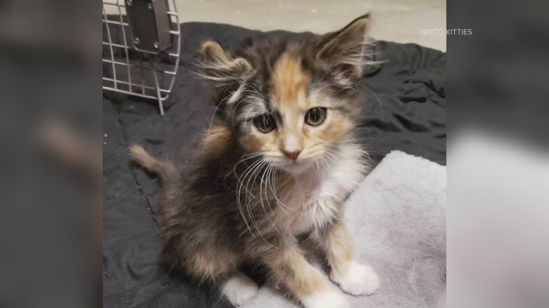 Extremely rare male calico kitten lands at Colorado shelter | wbir.com